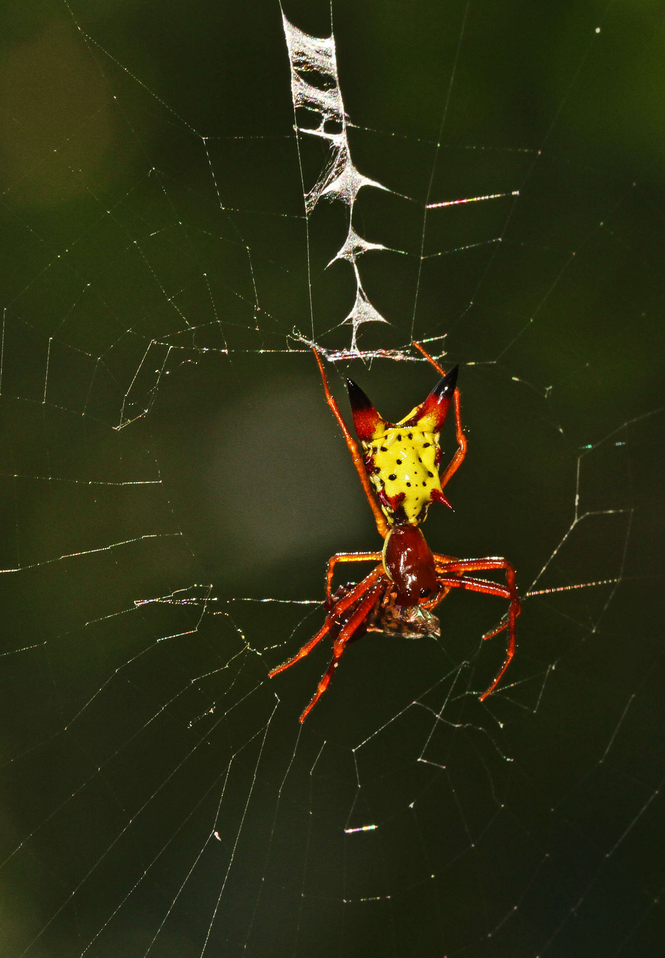 Image of Arrowshaped Micrathena