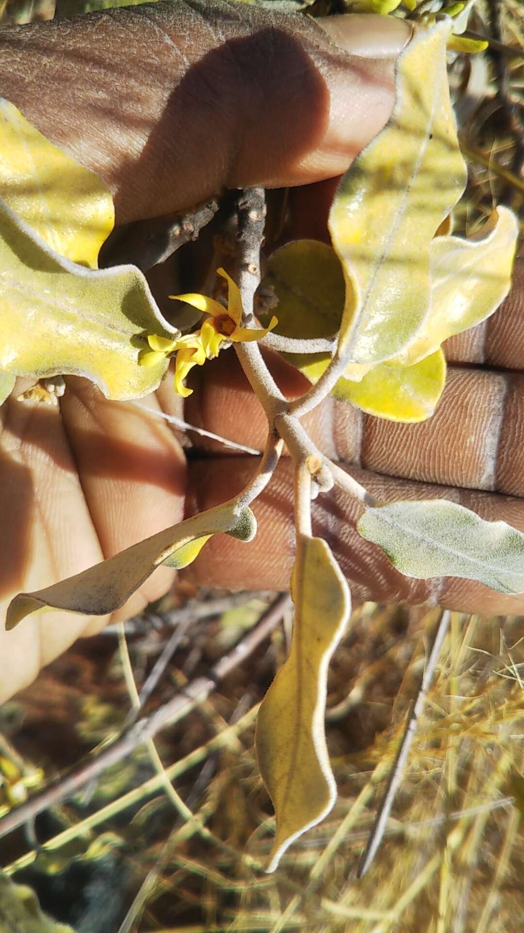 Image of Pervillaea venenata (Baill.) J. Klack.