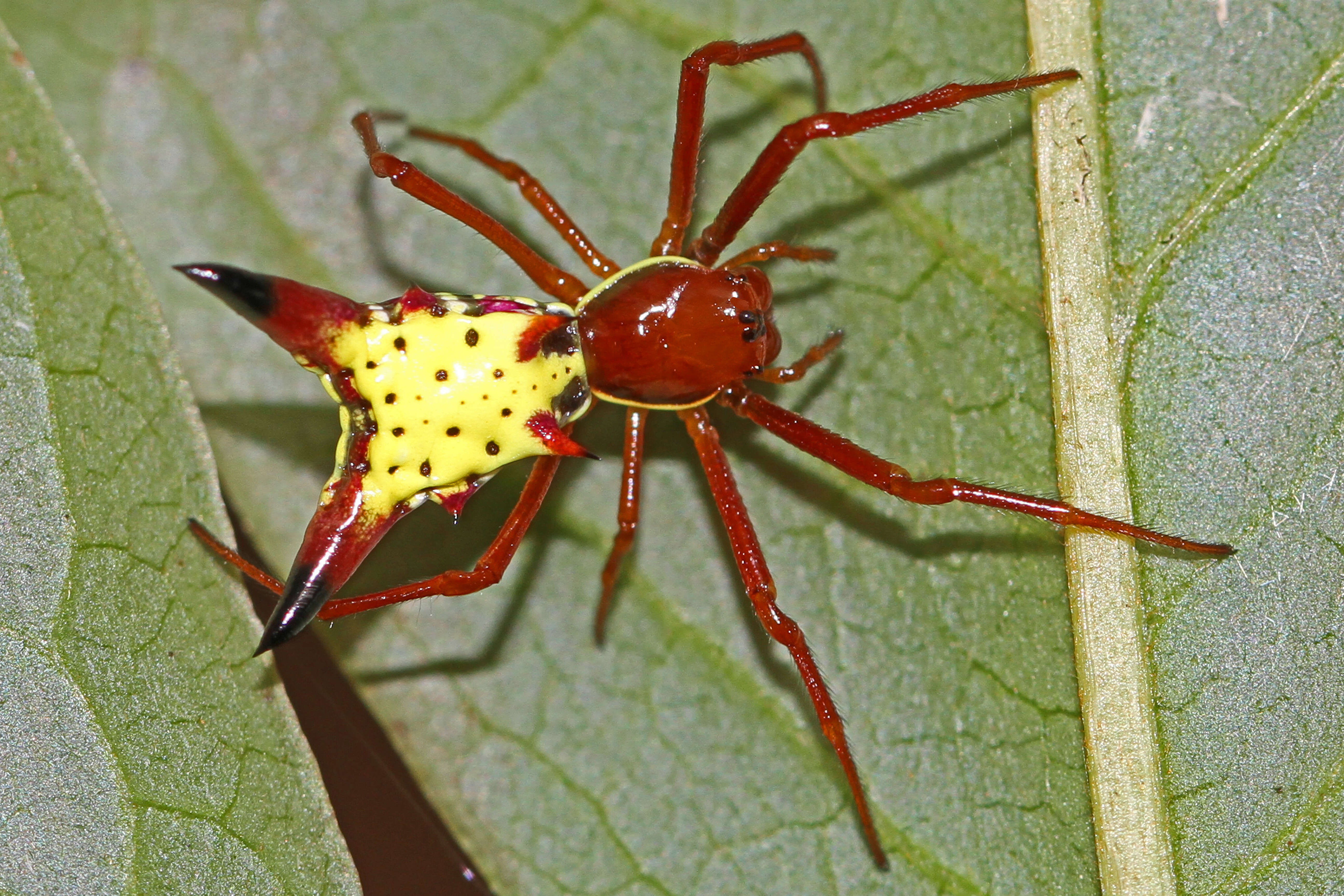 Image of Arrowshaped Micrathena