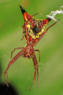 Image of Arrowshaped Micrathena