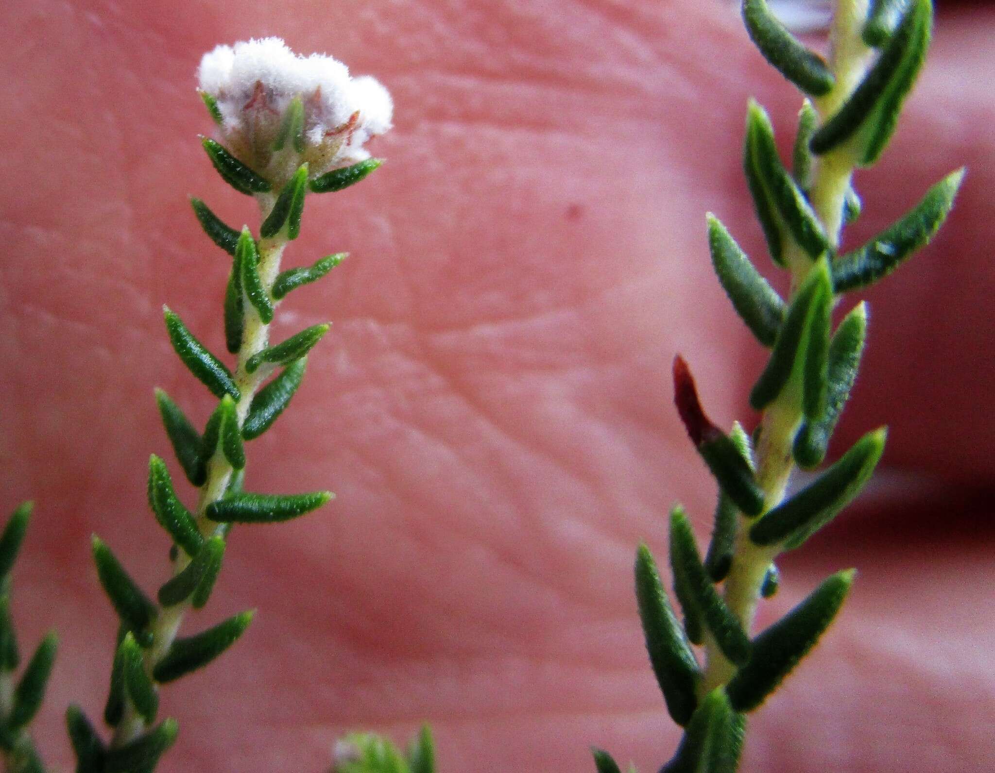 Image of Phylica lanata Pillans