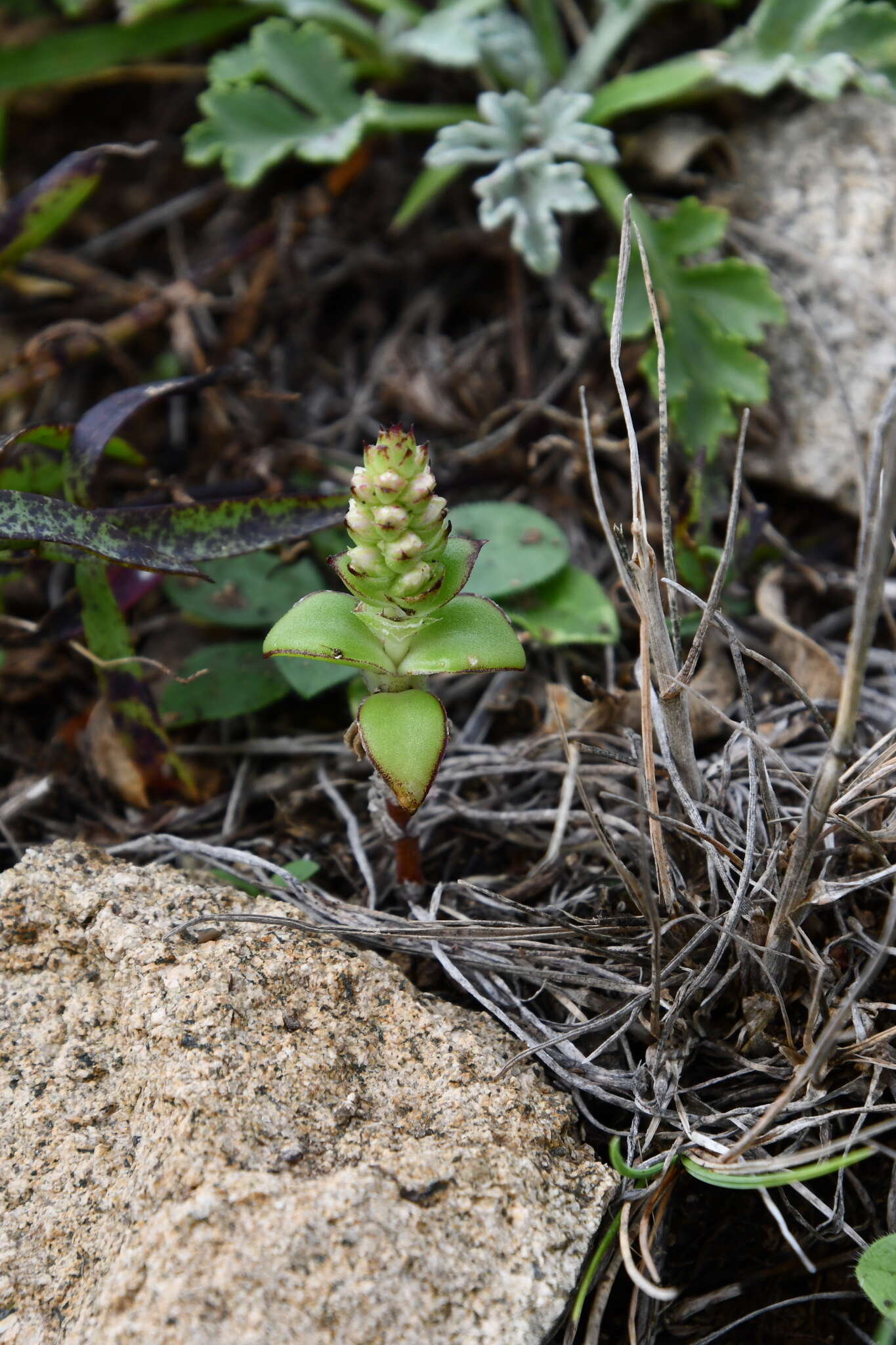 Image of Orostachys maximowiczii V. V. Byalt