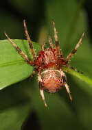 Image of Spotted Orbweaver