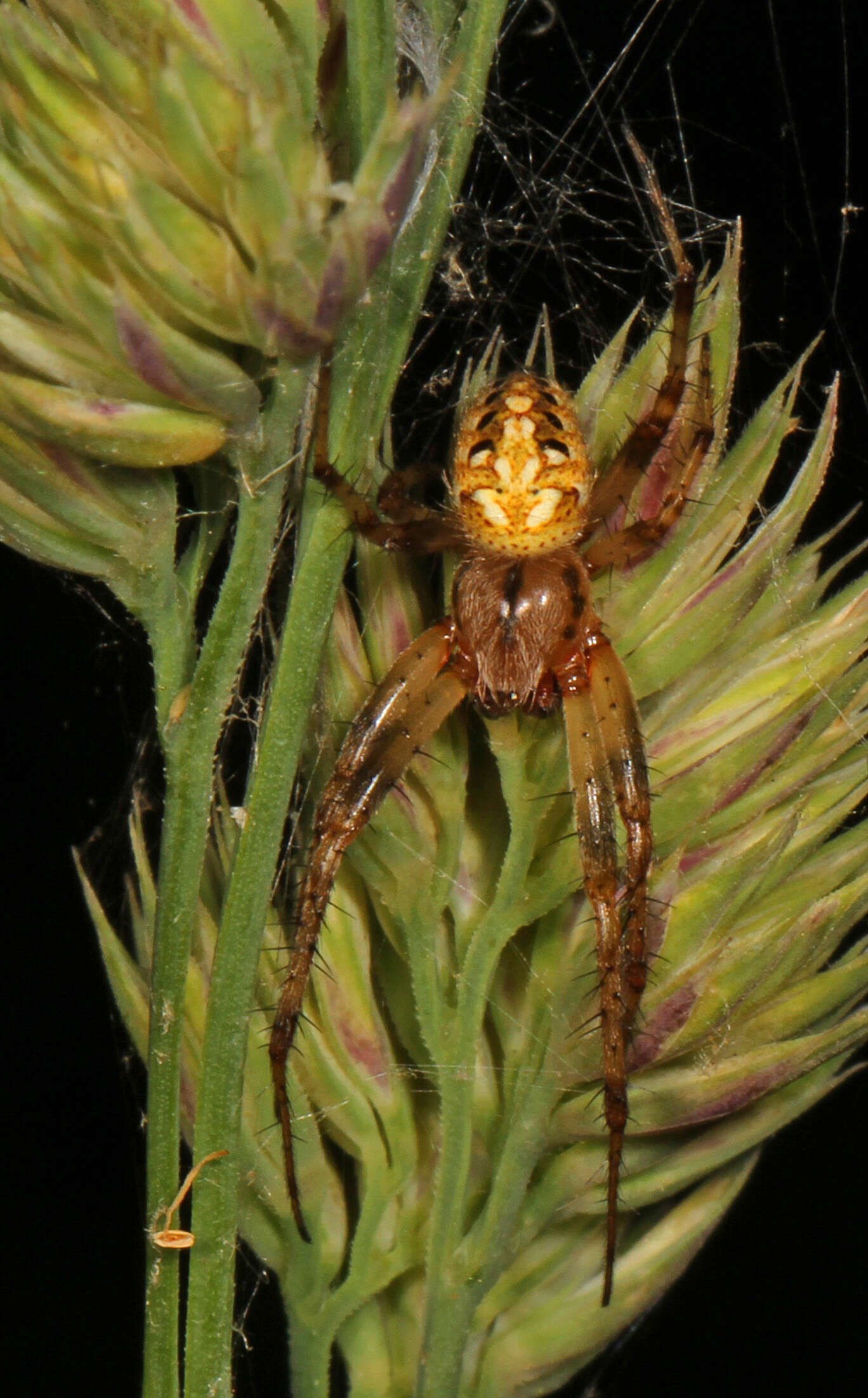 Image of Arabesque Orbweaver