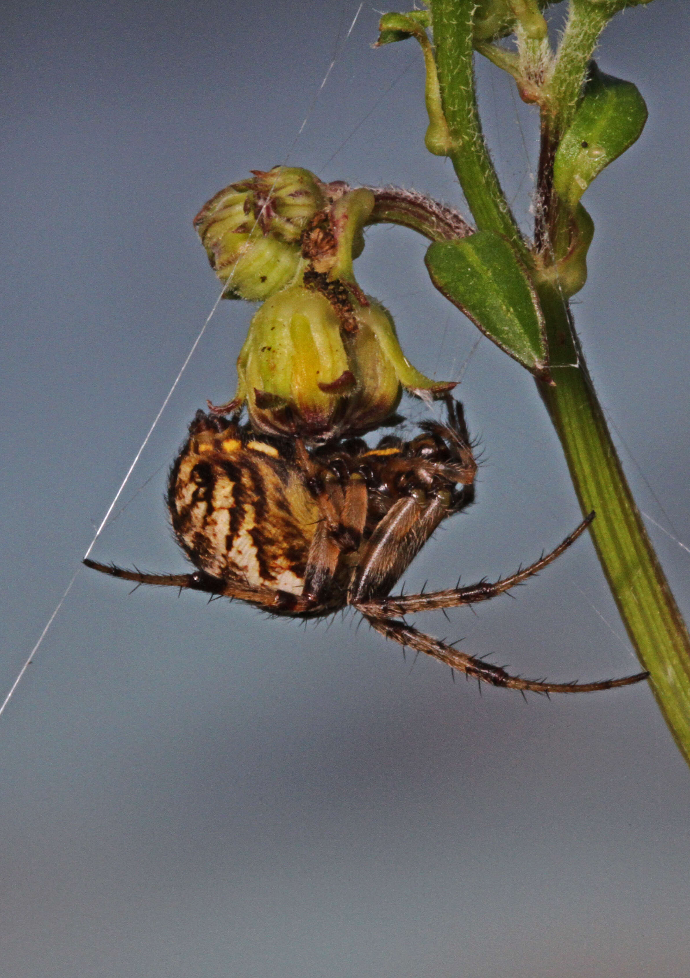 Image of Arabesque Orbweaver