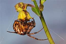 Image of Arabesque Orbweaver