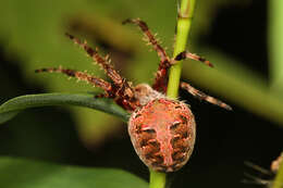 Image of Spotted Orbweaver