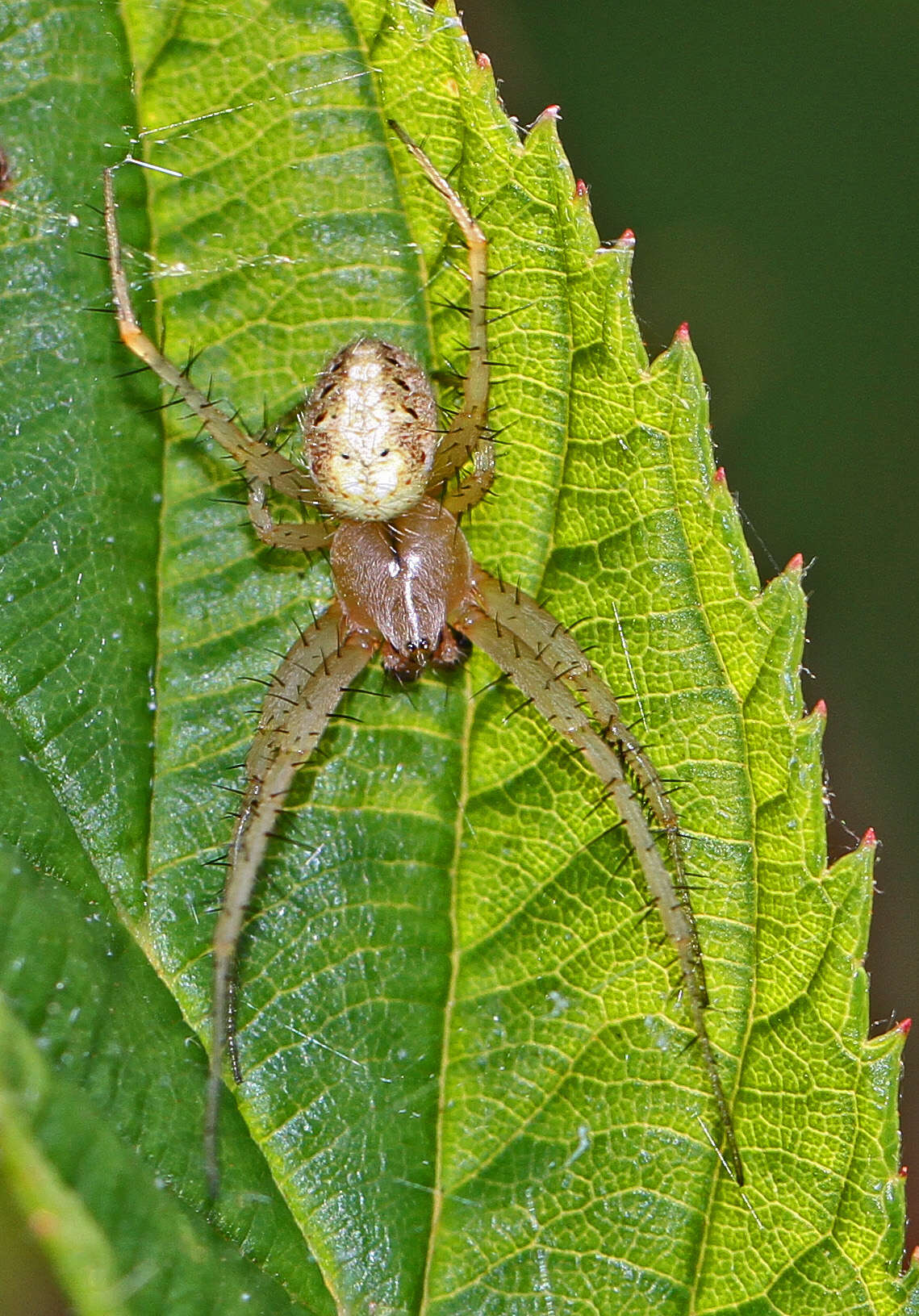 Image of Arabesque Orbweaver