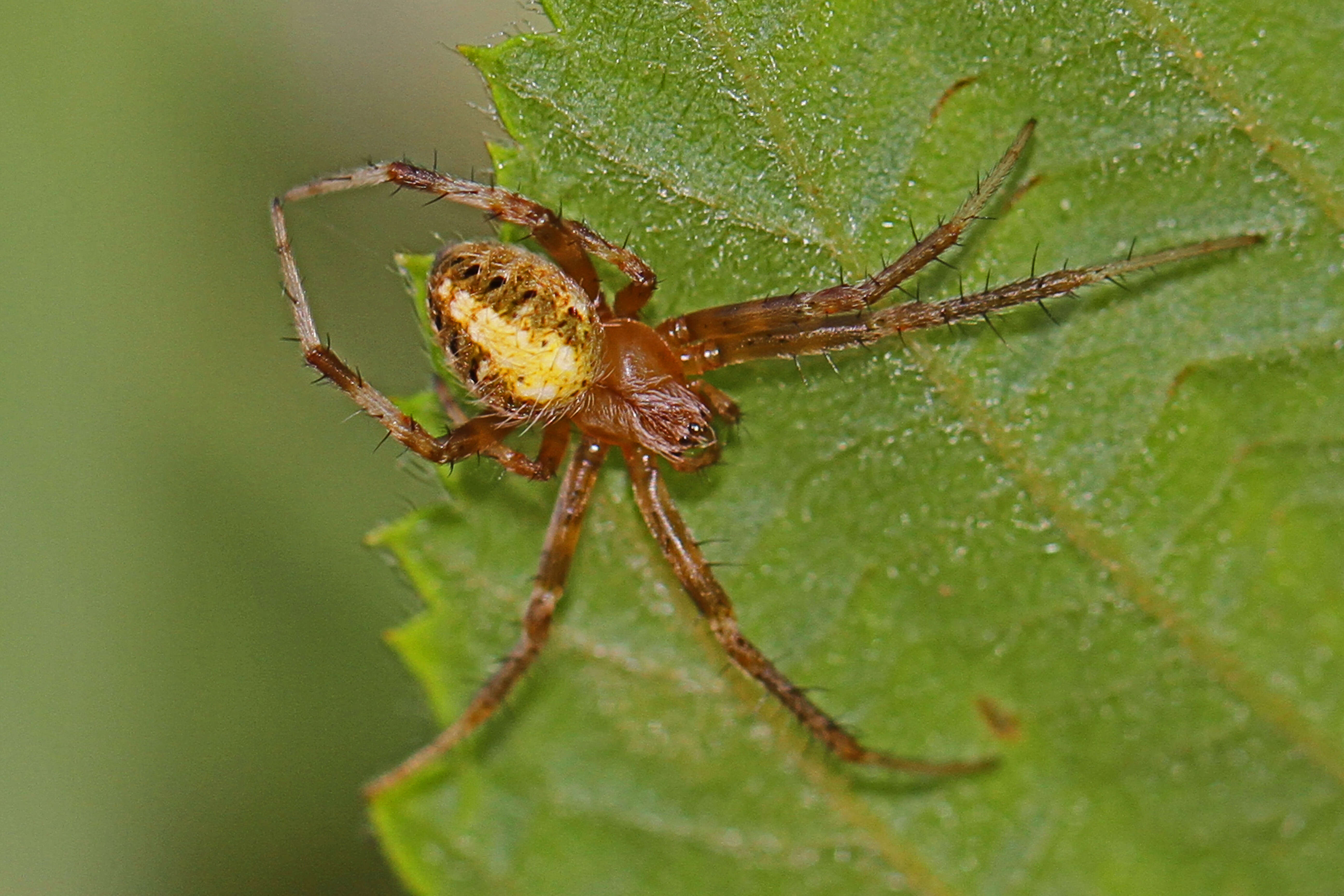 Image of Arabesque Orbweaver