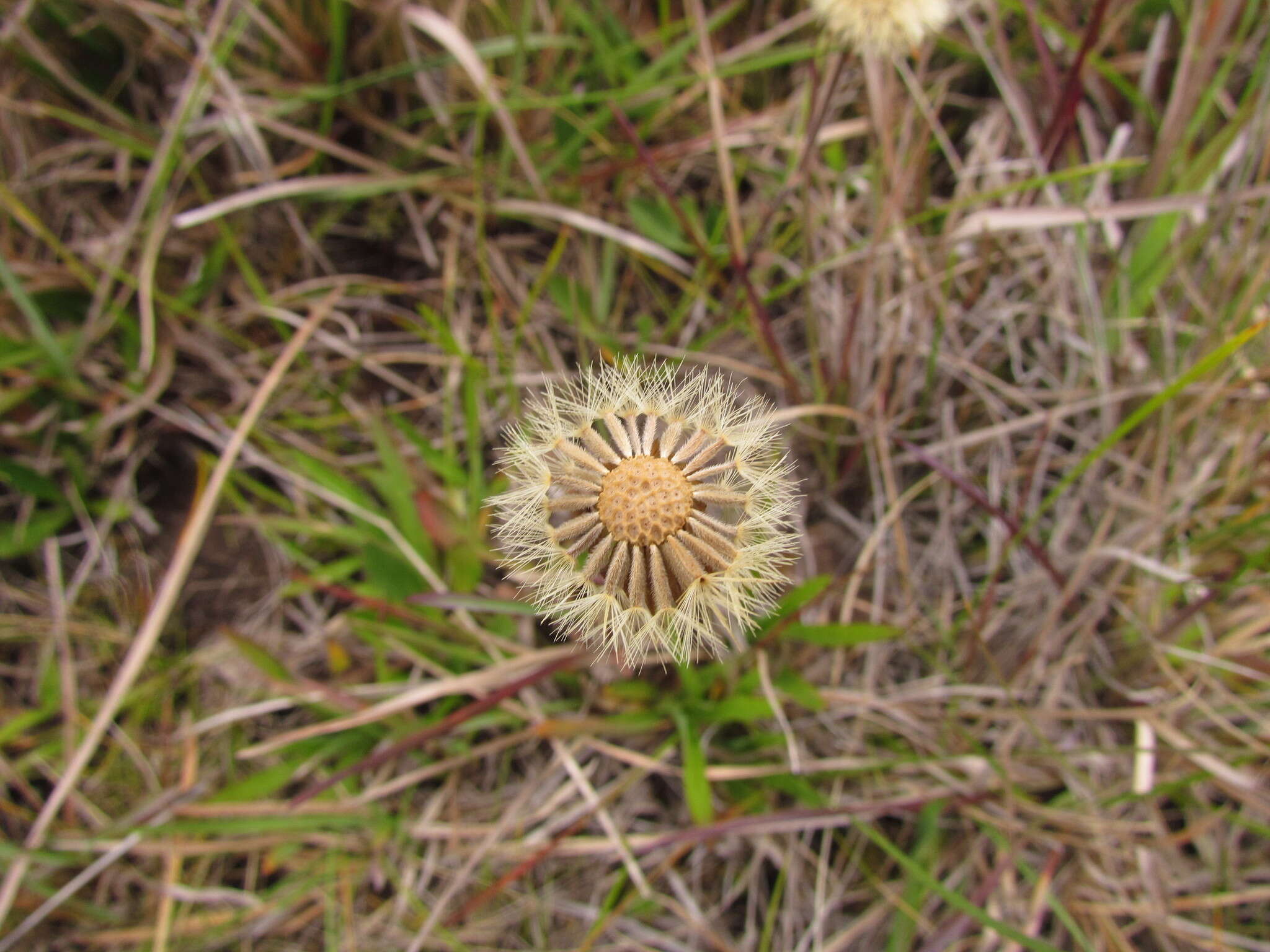 Image of Noticastrum decumbens (Baker) Cuatrec.