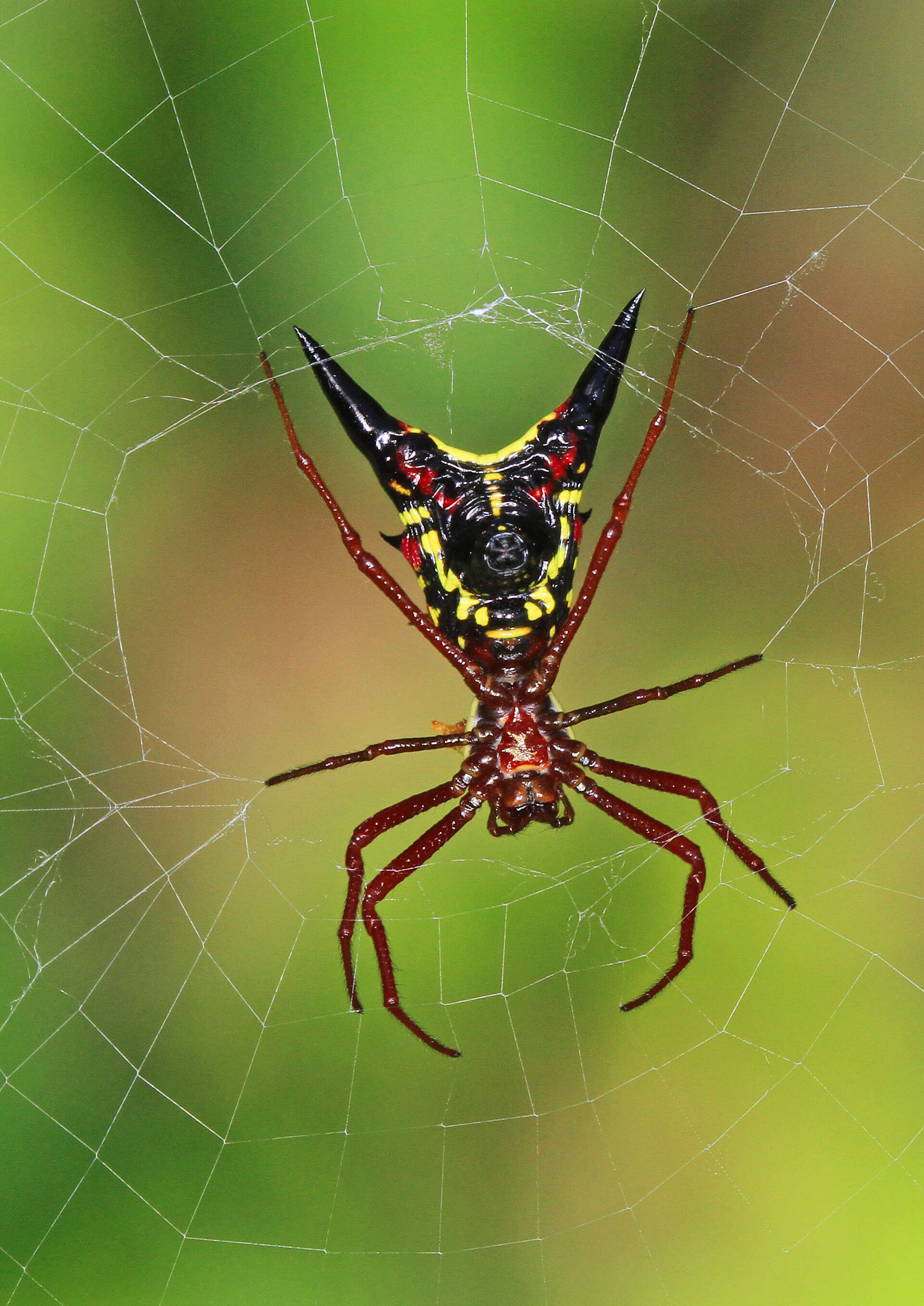 Image of Arrowshaped Micrathena