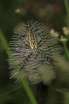 Image of Black-and-Yellow Argiope