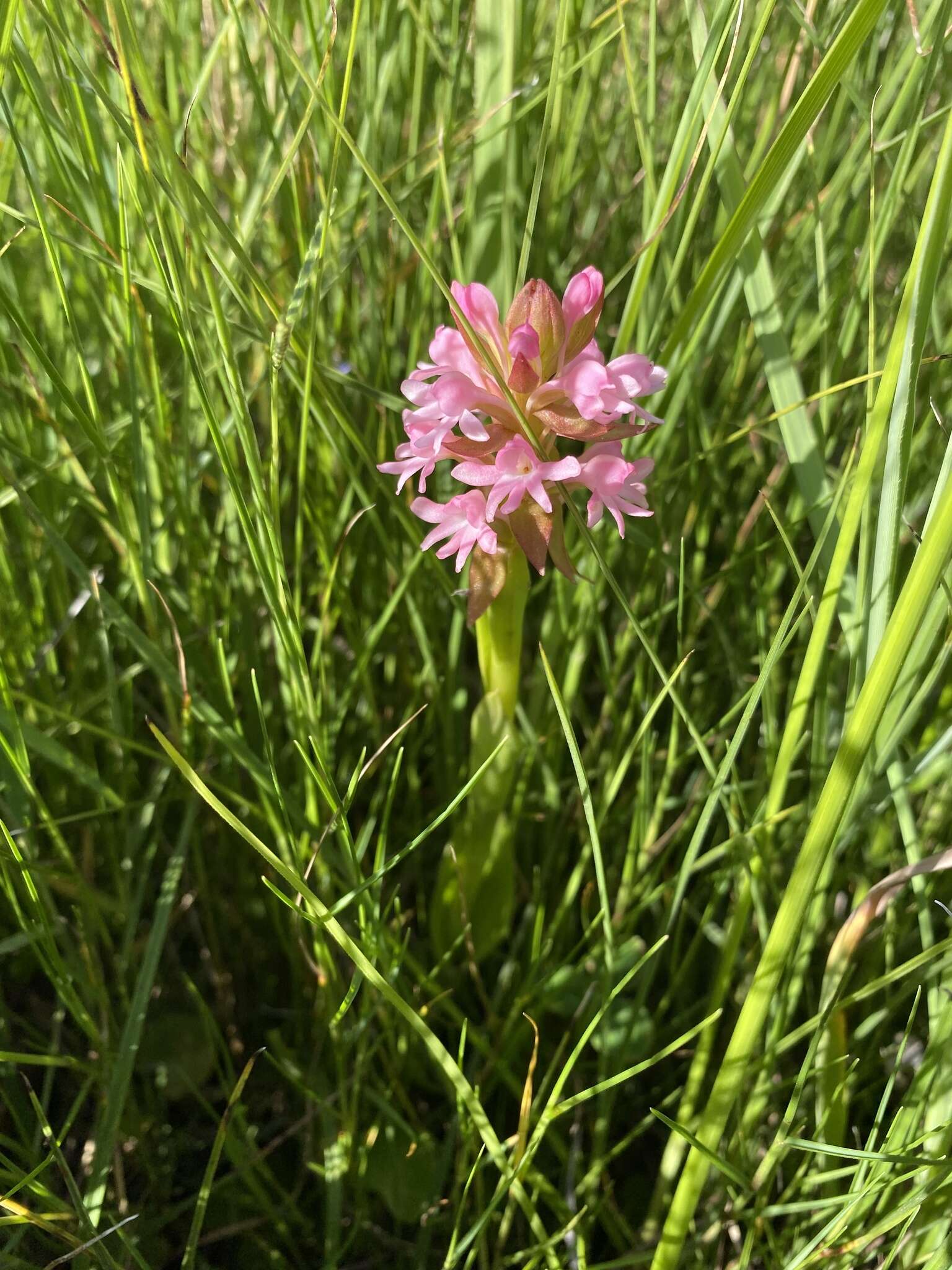 Image of Satyrium hallackii subsp. hallackii