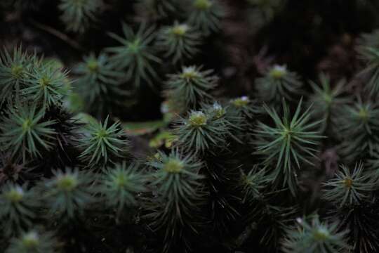 Image of Dawsonia polytrichoides R. Brown 1811