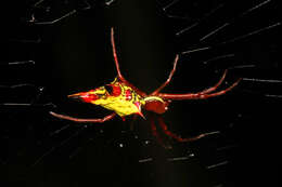 Image of Arrowshaped Micrathena