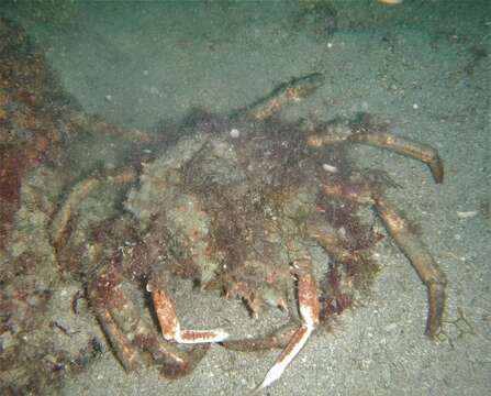 Image of Mediterranean spider crab