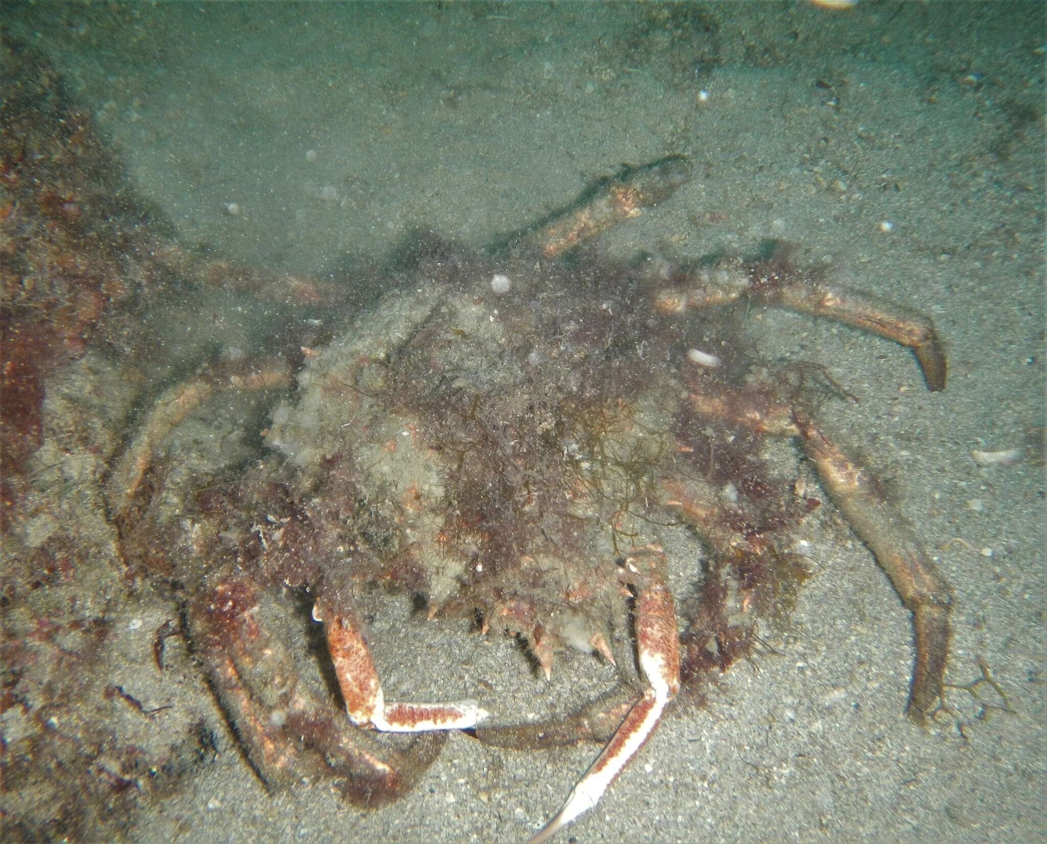 Image de araignée de Méditerranée