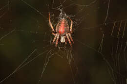 Image of Arabesque Orbweaver