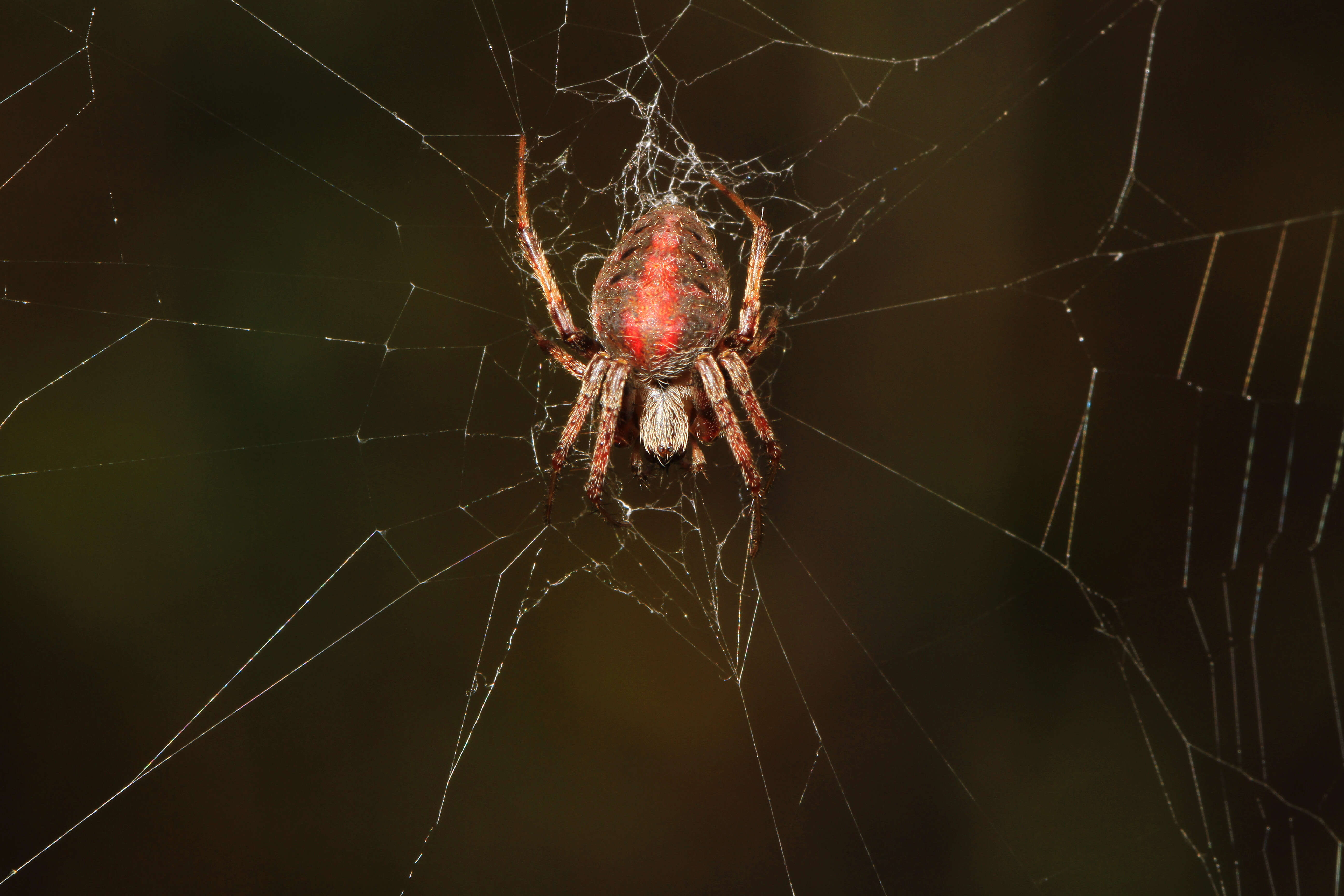 Image of Arabesque Orbweaver