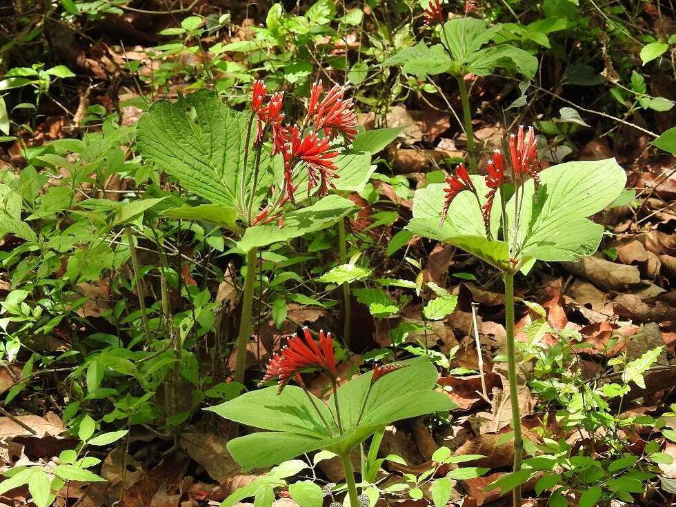 Imagem de Spigelia splendens H. Wendl. ex Hook.