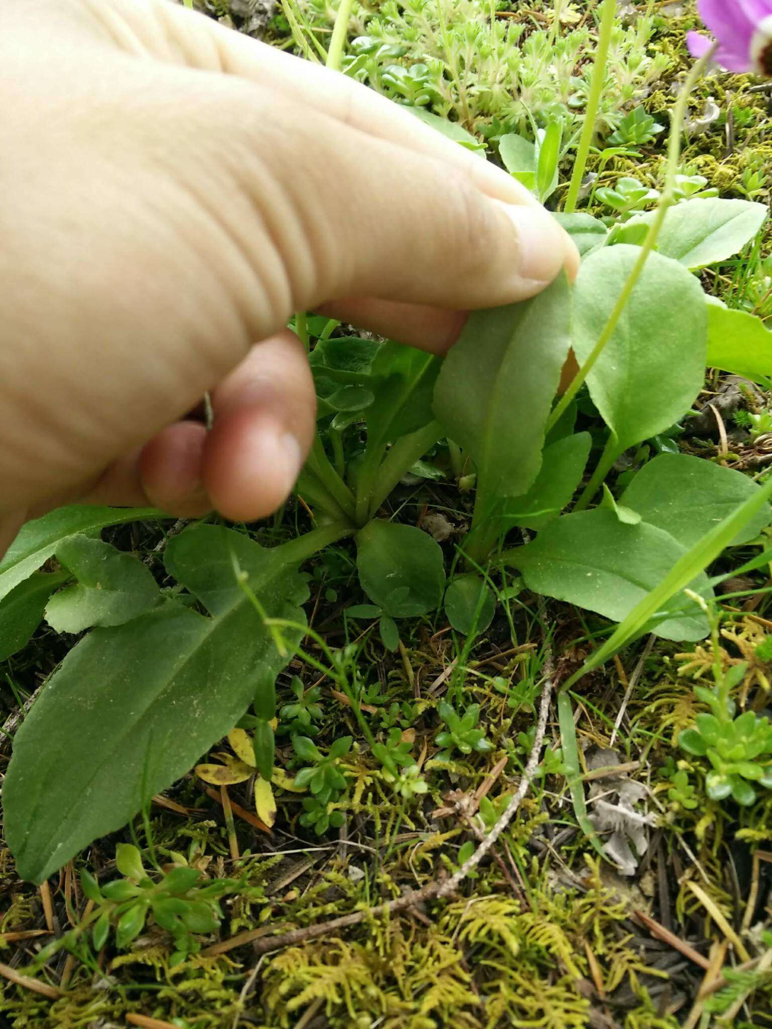 Imagem de Dodecatheon austrofrigidum K. L. Chambers