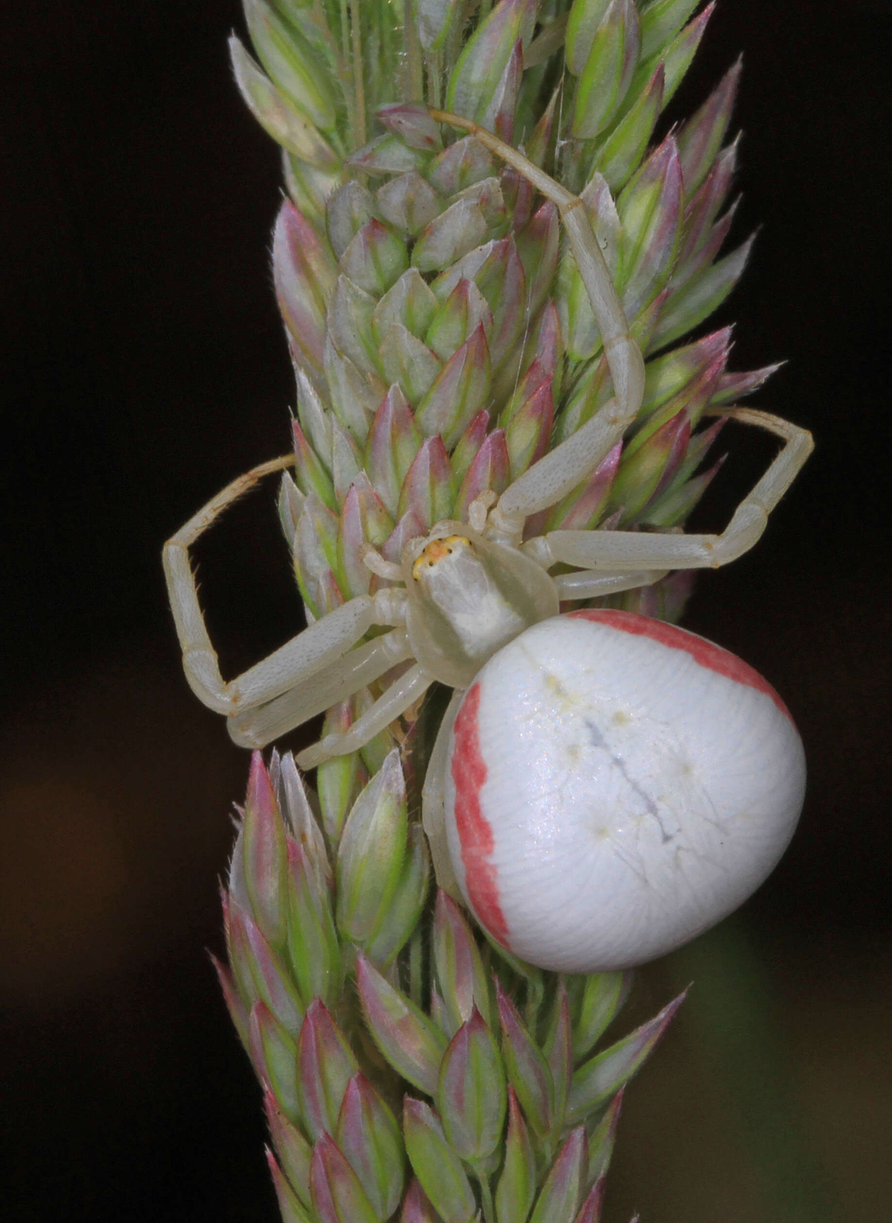 Image of Flower Crab Spiders