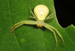 Image of Flower Crab Spiders