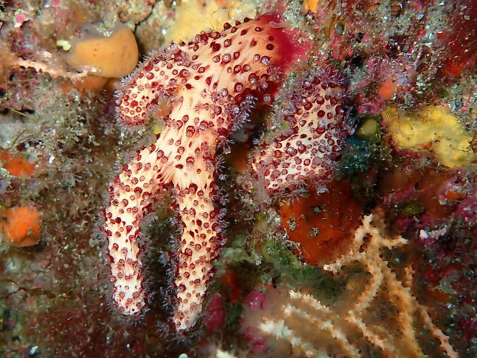 Imagem de Alcyonium acaule Marion 1878