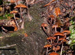 Imagem de Kuehneromyces brunneoalbescens (Y. S. Chang & A. K. Mills) J. A. Cooper 2014