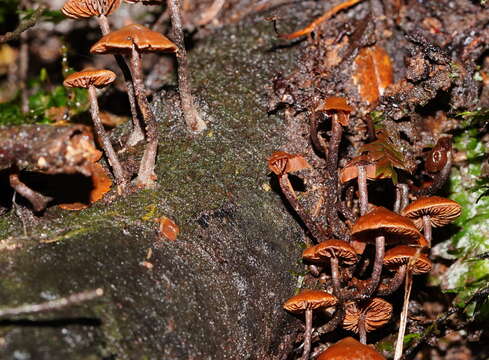 Kuehneromyces brunneoalbescens (Y. S. Chang & A. K. Mills) J. A. Cooper 2014 resmi