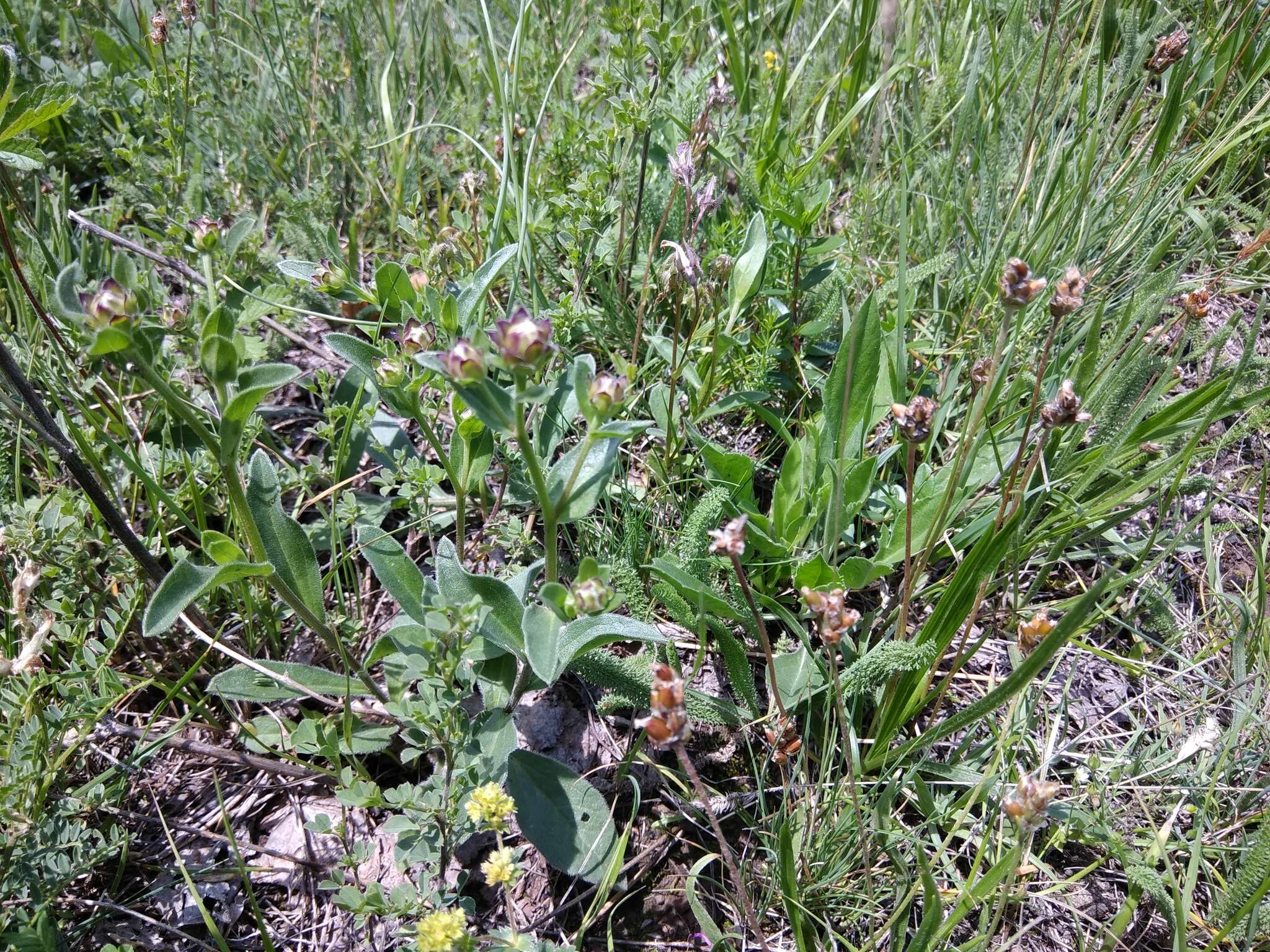 Plancia ëd Aster amellus subsp. bessarabicus (Rchb.) Soó