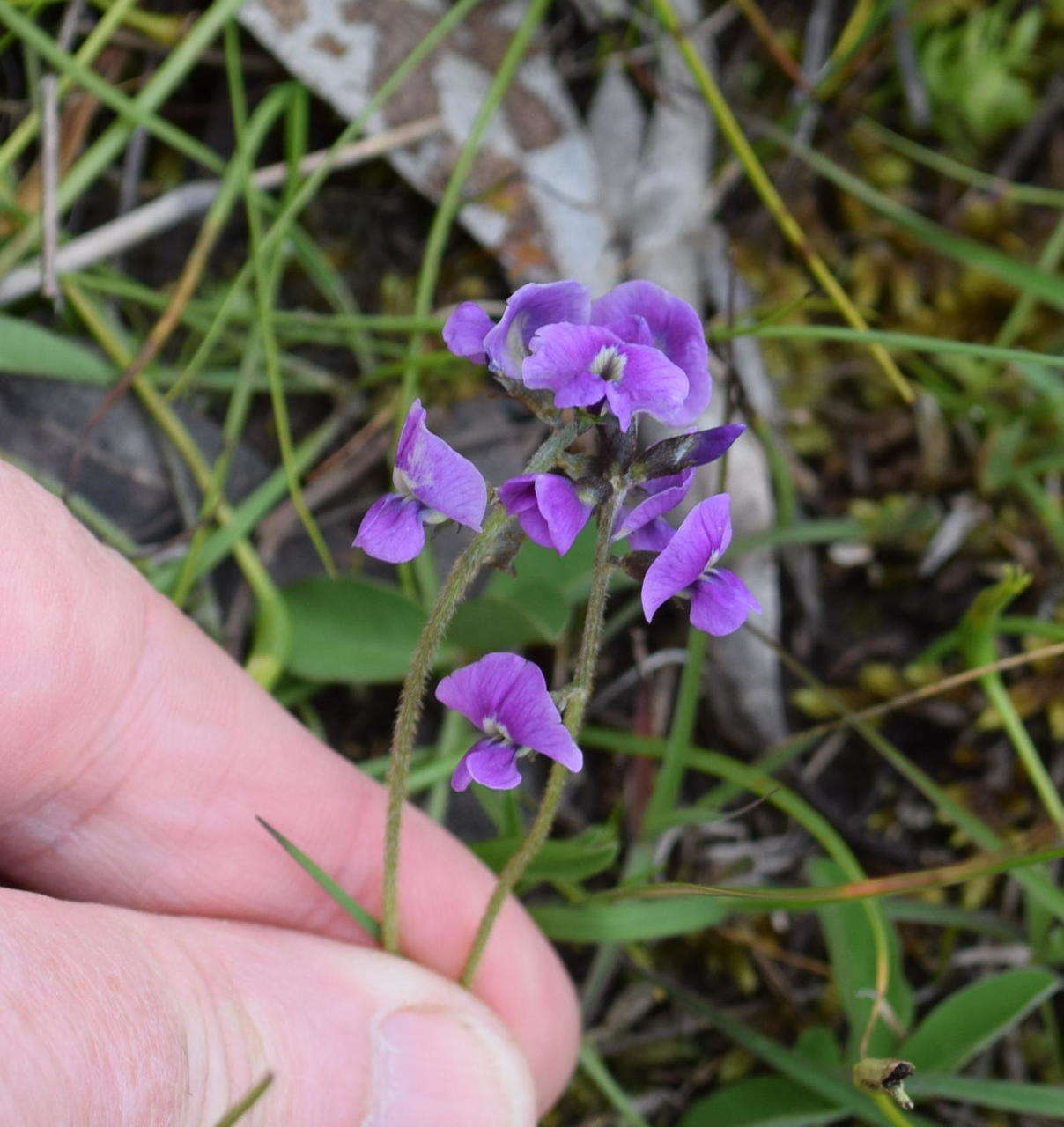 Imagem de Glycine latrobeana (Meissner) Benth.