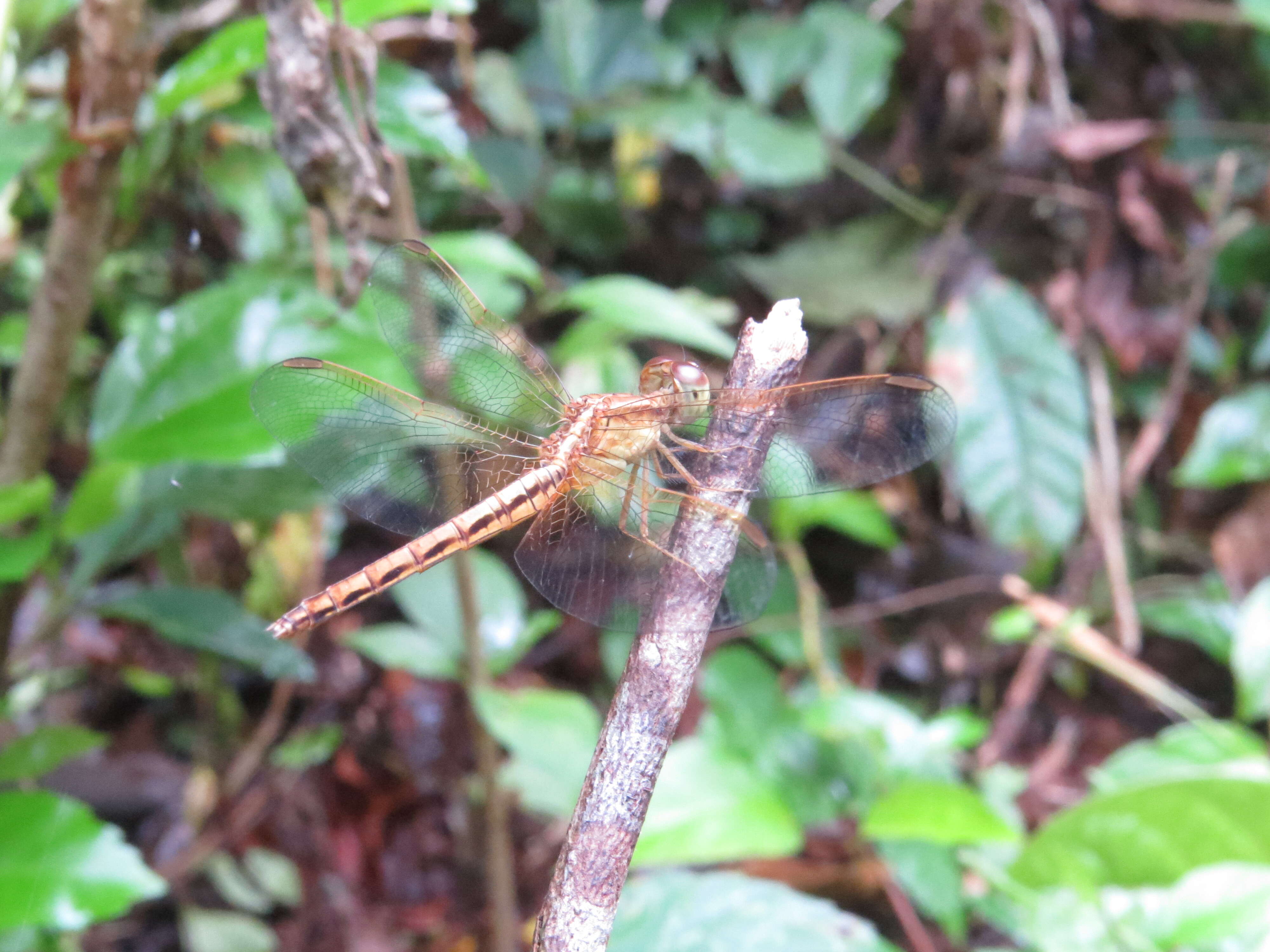 Image of Neurothemis intermedia (Rambur 1842)