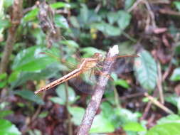 Image of Neurothemis intermedia (Rambur 1842)