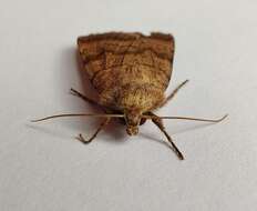 Image of six-striped rustic