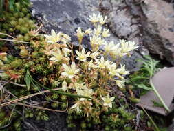 Image de Saxifraga bronchialis L.