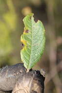 Image de Salix atrocinerea Brot.