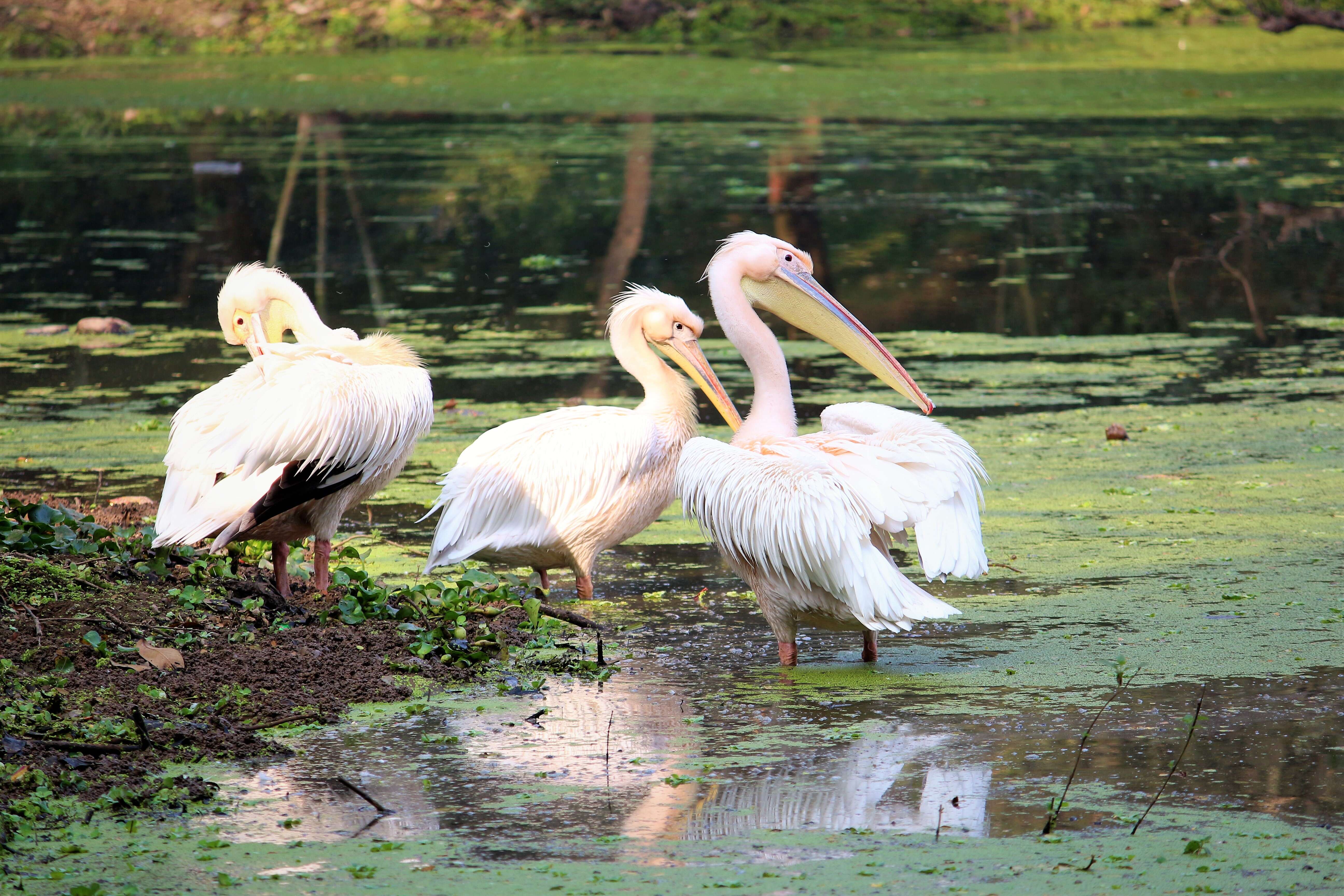 Image of Great White Pelican