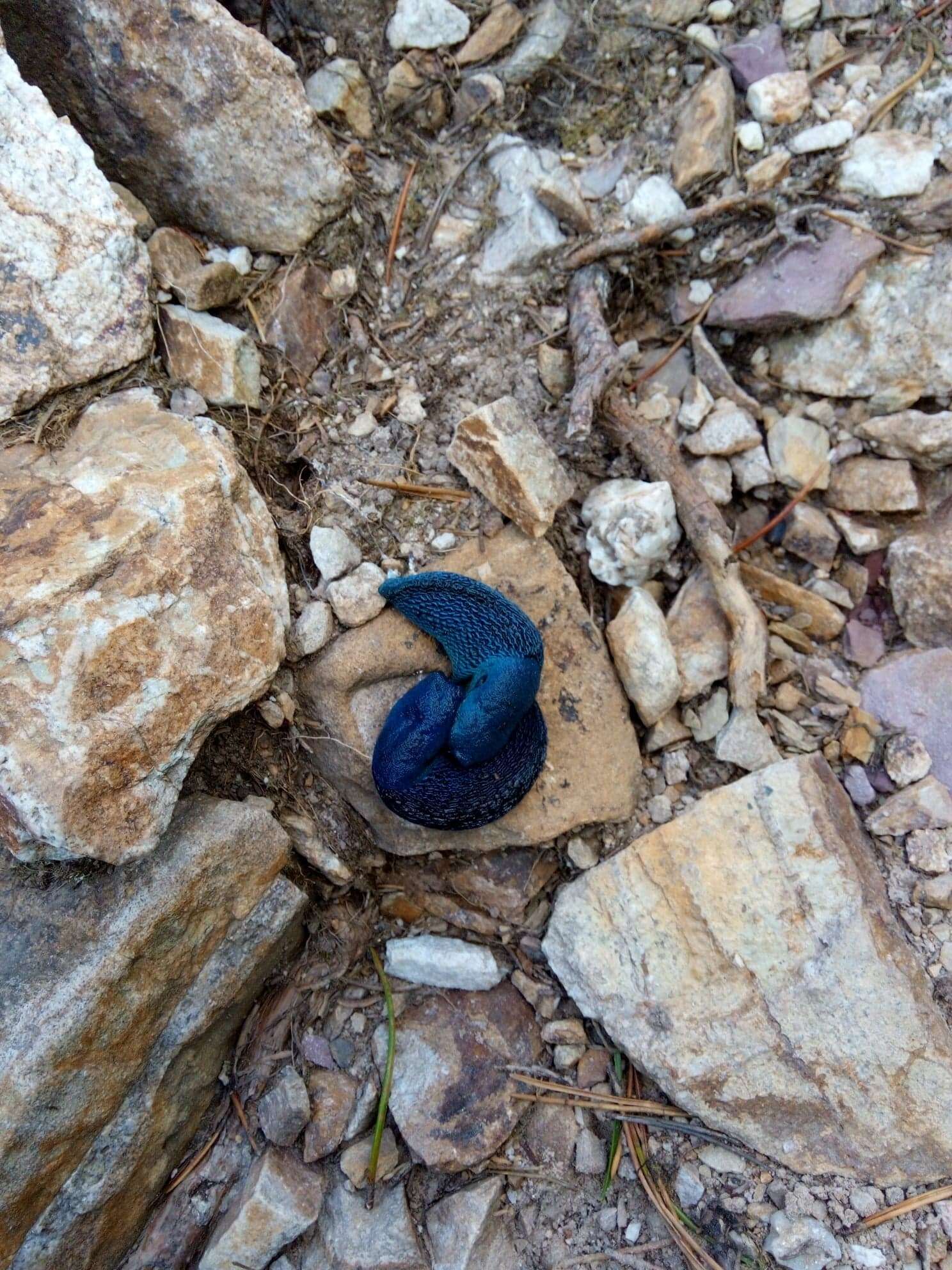 Image of Carpathian blue slug