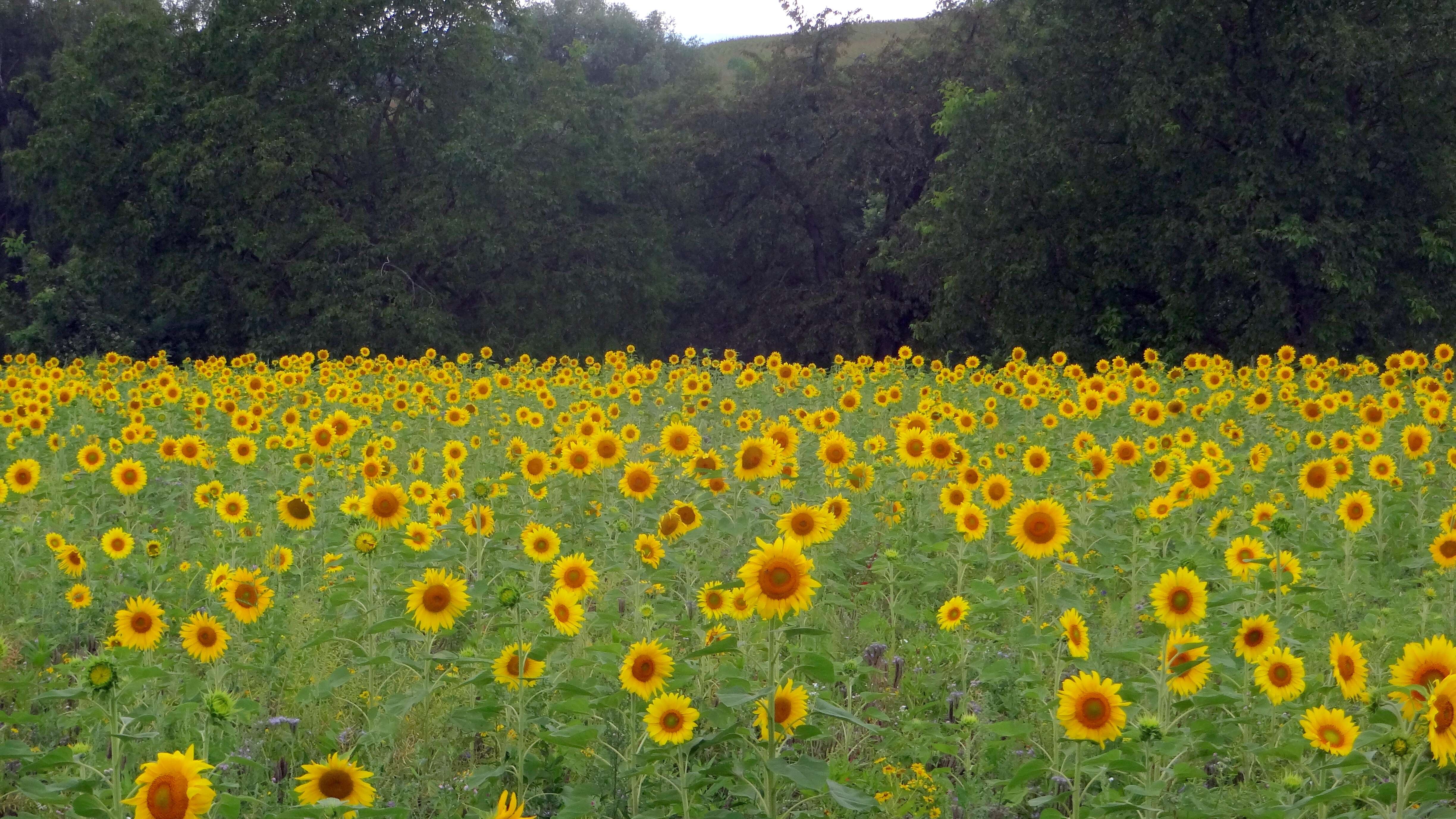 Image of common sunflower