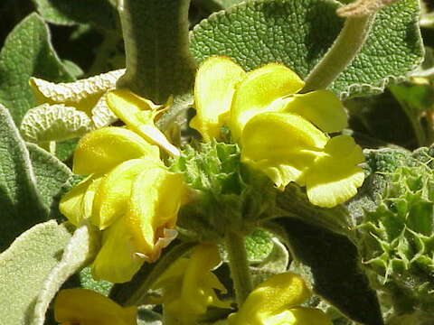 Image of shrubby Jerusalem sage