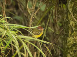 Image of Rufous-crowned Tody-Flycatcher