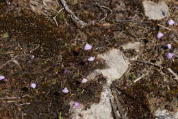 Image of Utricularia grampiana R. W. Jobson