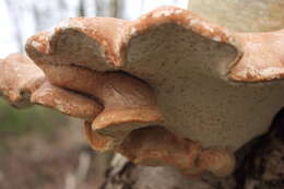 Image of birch polypore