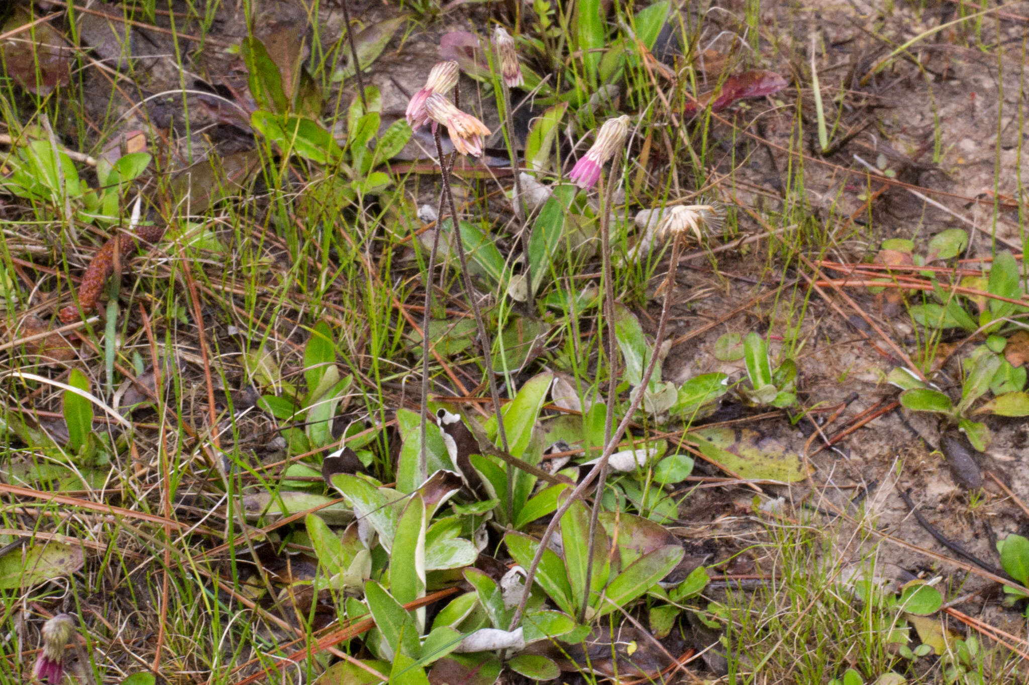 Chaptalia tomentosa Vent.的圖片