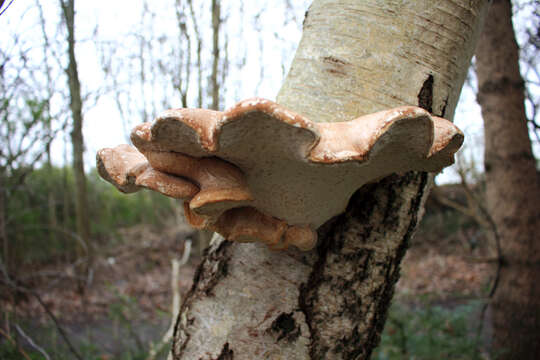 Image of birch polypore