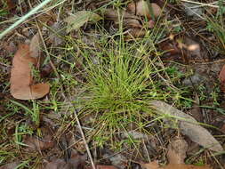 Cyperus gracilis R. Br.的圖片