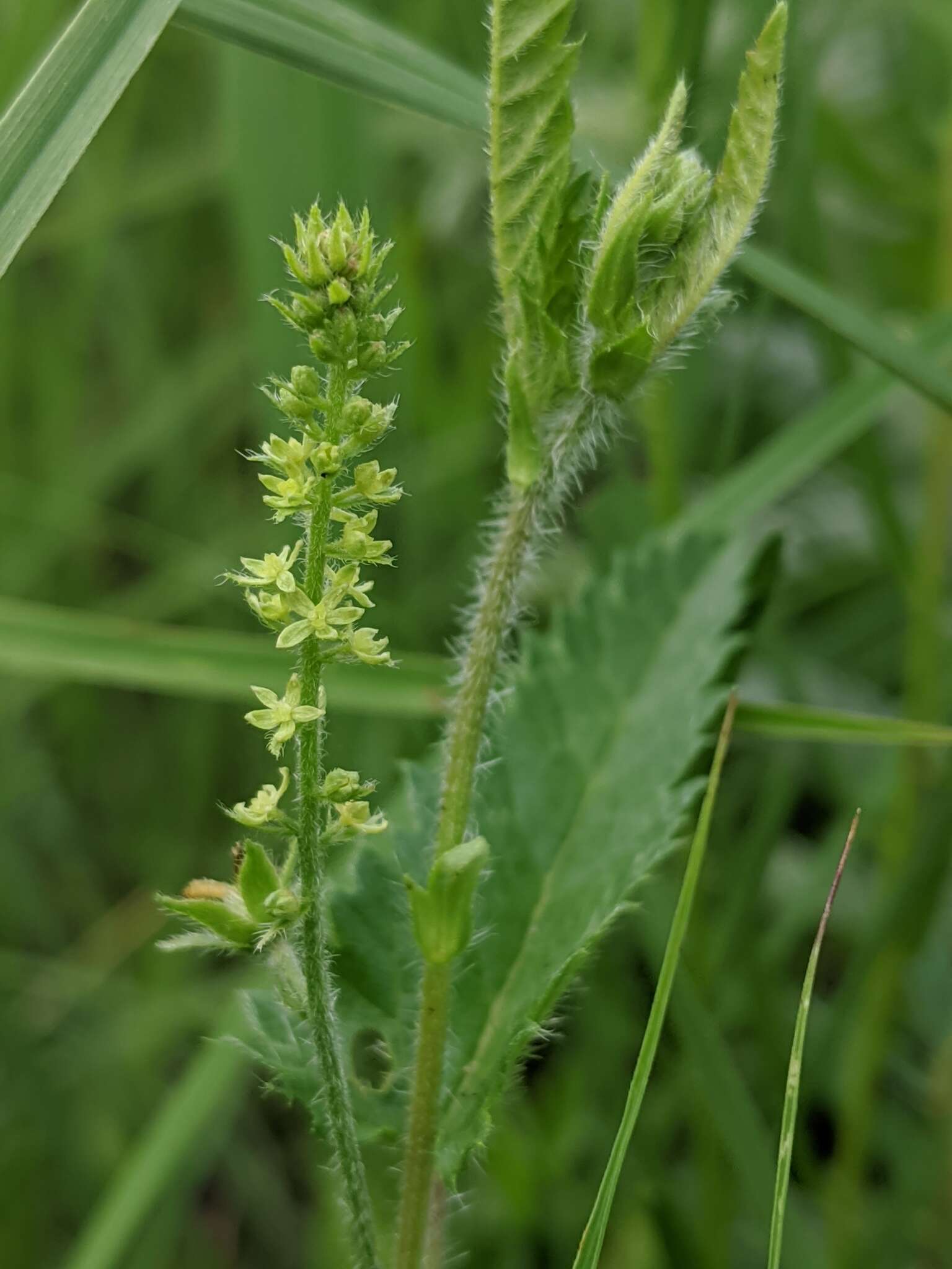 Image de Tragia betonicifolia Nutt.