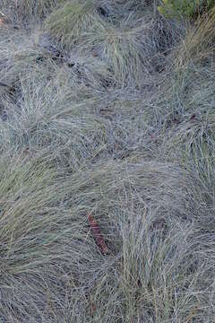 Plancia ëd Festuca occidentalis Hook.