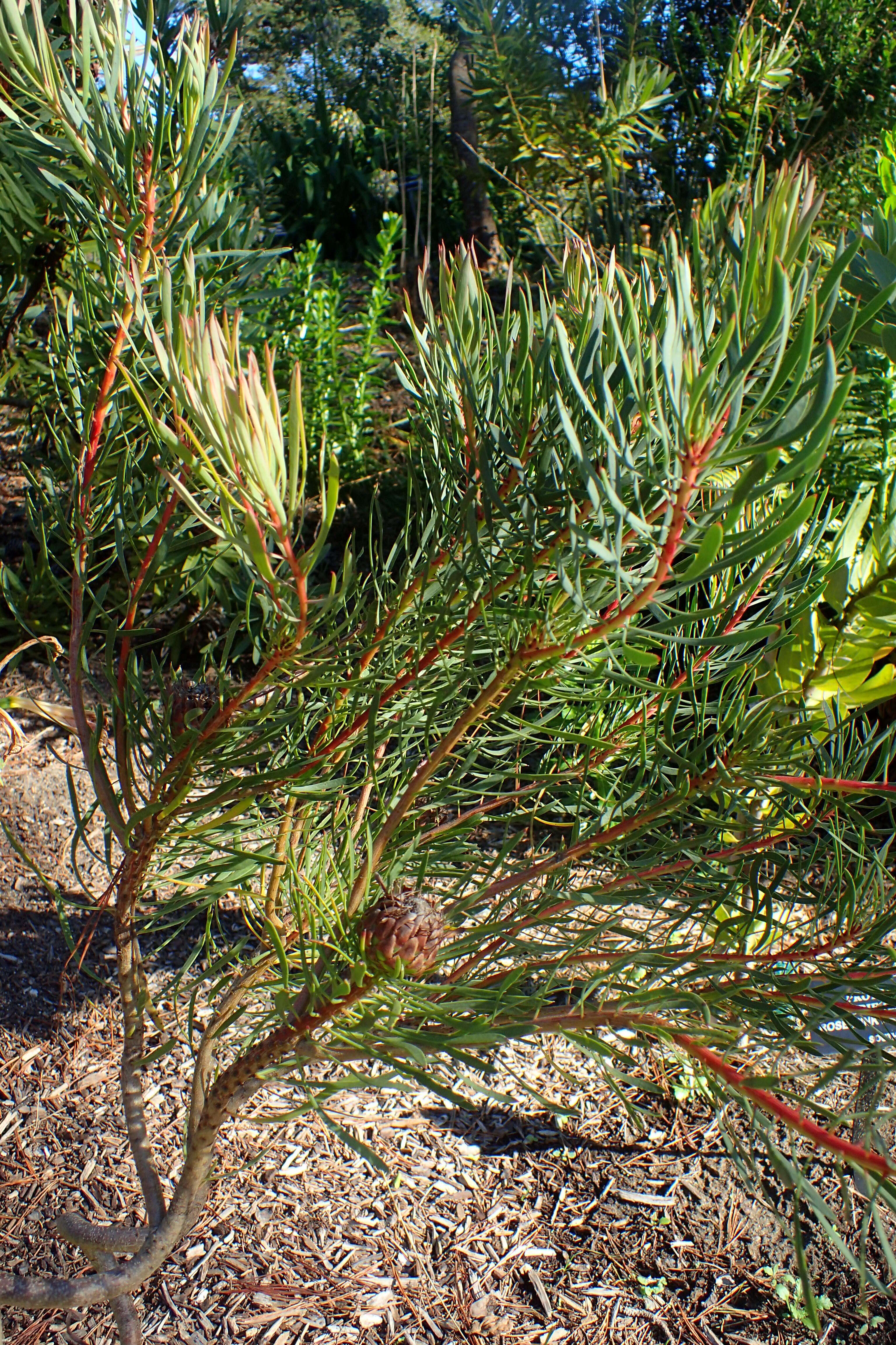 Plancia ëd Protea scolymocephala (L.) Reich.